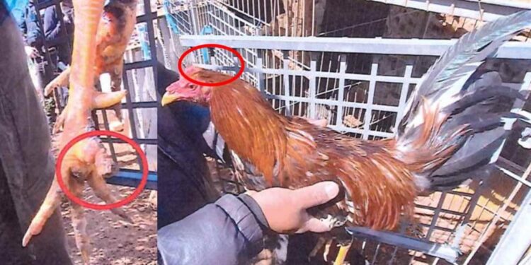 Imagen de dos de los gallos mutilados. Fotos Policía Local de Sant Josep.