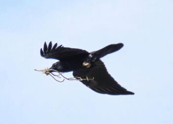 Un cuervo sobrevolando Ibiza con unas ramitas probablemente para su nido. Foto de Paco Natera.
