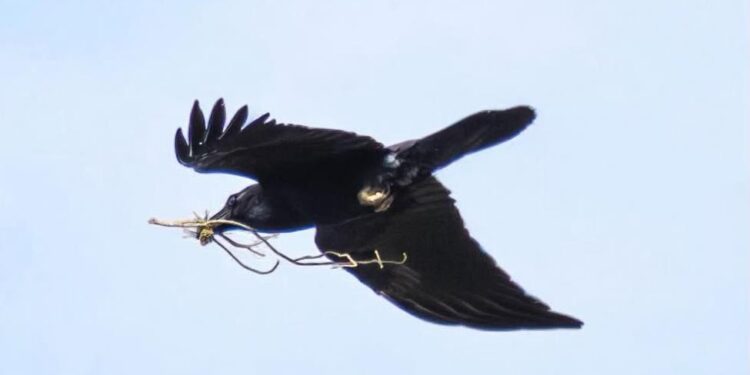 Un cuervo sobrevolando Ibiza con unas ramitas probablemente para su nido. Foto de Paco Natera.