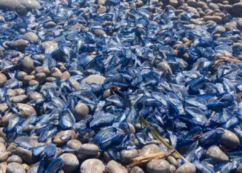Miles de velella velella en las costas de Ibiza. Foto C.M.