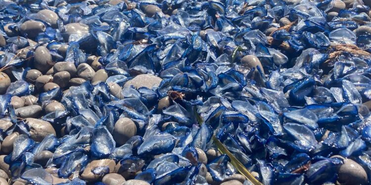 Miles de velella velella en las costas de Ibiza. Foto C.M.