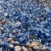 Miles de velella velella en las costas de Ibiza. Foto C.M.