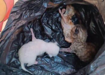 Las crías de gato encontradas en un contenedor de Formentera, hoy. Fotografía cedida por Acción Francisco Formentera.