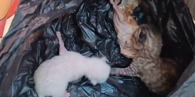Las crías de gato encontradas en un contenedor de Formentera, hoy. Fotografía cedida por Acción Francisco Formentera.