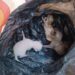 Las crías de gato encontradas en un contenedor de Formentera, hoy. Fotografía cedida por Acción Francisco Formentera.