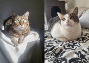 Sophie y Logan, madre e hijo, dos gatos que han quedado en una situación crítica y necesitan un adoptante.