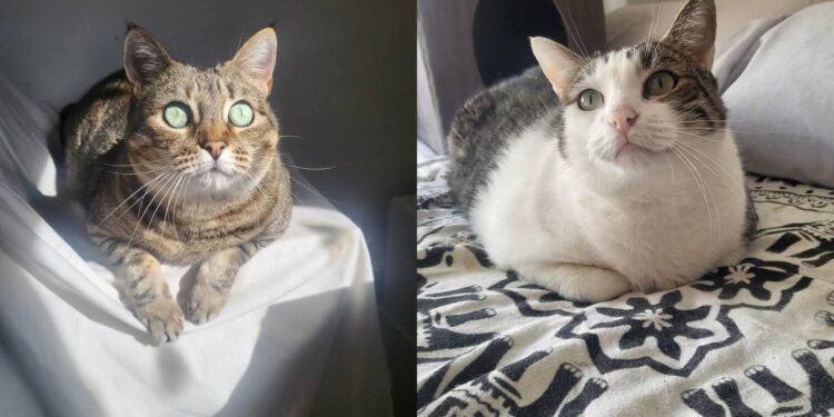 Sophie y Logan, madre e hijo, dos gatos que han quedado en una situación crítica y necesitan un adoptante.