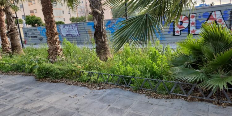 Zona ajardinada descuidada en el bulevar Abel Matutes. Foto remitida por el PSOE