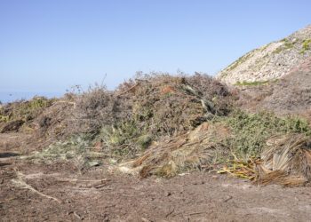 Restos de poda. Foto: Consell de Formentera