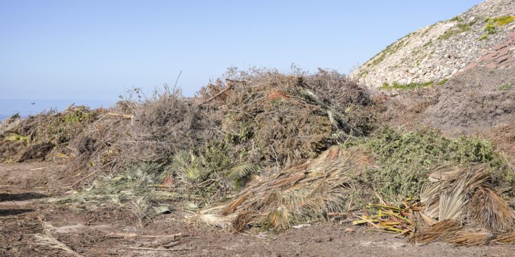 Restos de poda. Foto: Consell de Formentera