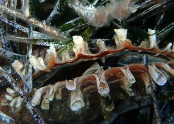 Pinna rudis. Foto: José Luis Valdés