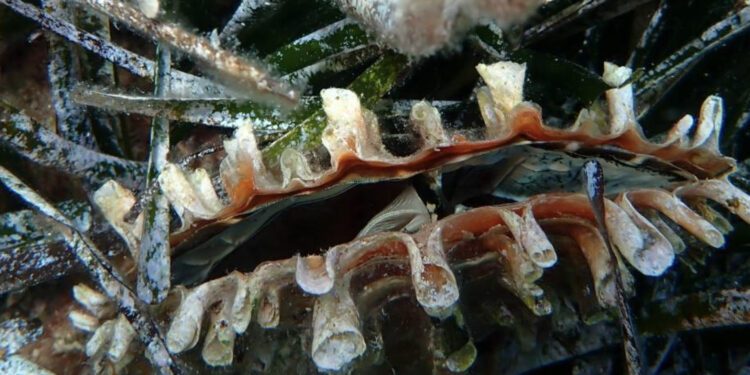 Pinna rudis. Foto: José Luis Valdés