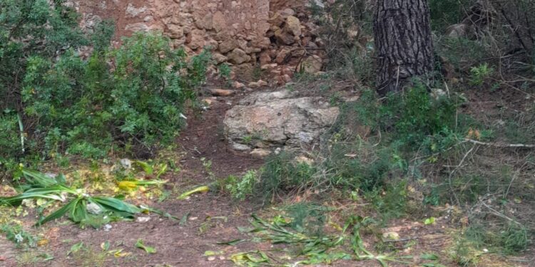 Imagen del lugar donde se encontraban los escombros, limpio. Foto: Ayto Santa Eulària