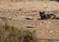 Uno de los gatos que amenazaba el nido de las aves en Ses Feixes de Talamanca. Fotografías de Rafa Domínguez cedidas a Noudiari @raymar_birding