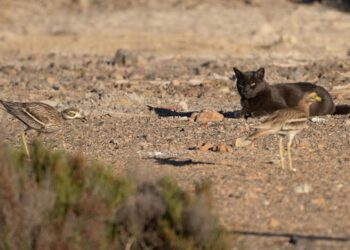 Uno de los gatos que amenazaba el nido de las aves en Ses Feixes de Talamanca. Fotografías de Rafa Domínguez cedidas a Noudiari @raymar_birding