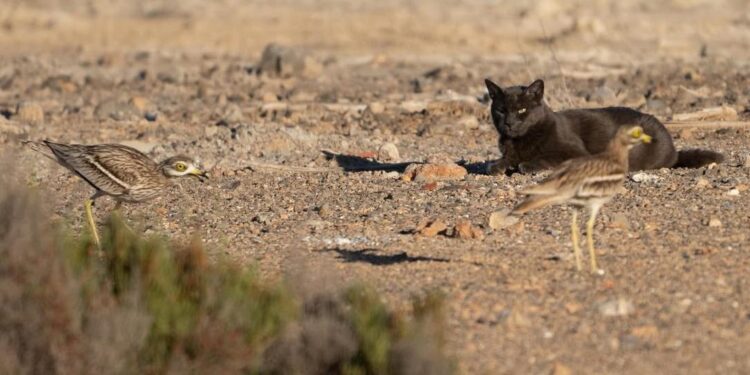 Uno de los gatos que amenazaba el nido de las aves en Ses Feixes de Talamanca. Fotografías de Rafa Domínguez cedidas a Noudiari @raymar_birding