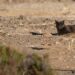 Uno de los gatos que amenazaba el nido de las aves en Ses Feixes de Talamanca. Fotografías de Rafa Domínguez cedidas a Noudiari @raymar_birding