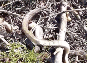Captura del vídeo que tomaron de la serpiente que tenía en su estómago 8 huevos de perdiz. Imagen cedida a Noudiari.