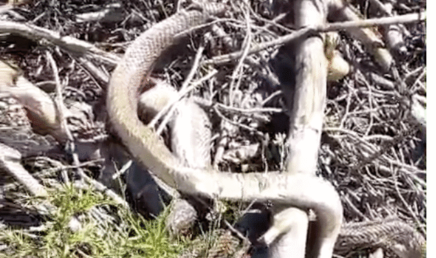 Captura del vídeo que tomaron de la serpiente que tenía en su estómago 8 huevos de perdiz. Imagen cedida a Noudiari.