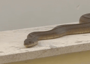 Captura del vídeo compartido por la emisora RàdioIlla.