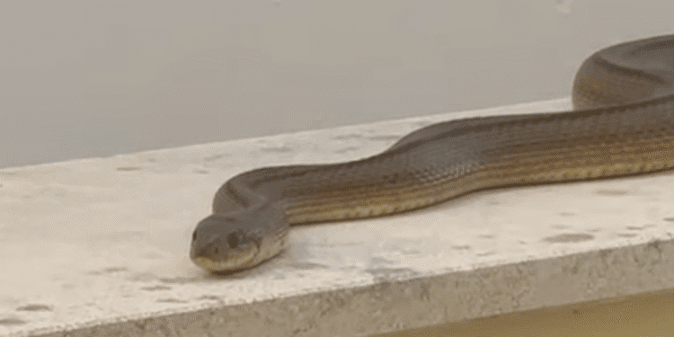 Captura del vídeo compartido por la emisora RàdioIlla.