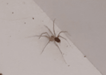 La araña violinista que picó al paciente, ingresado en Can Misses de Ibiza tras sufrir fiebre y escalofríos. Cedida a Noudiari