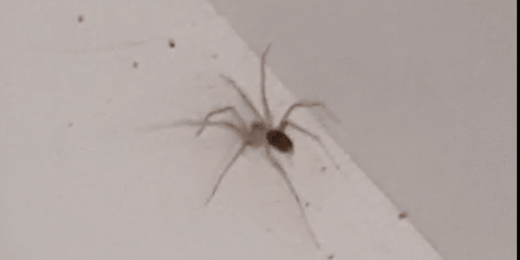 La araña violinista que picó al paciente, ingresado en Can Misses de Ibiza tras sufrir fiebre y escalofríos. Cedida a Noudiari