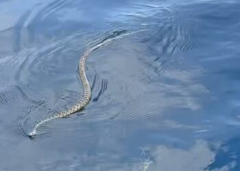 Serpiente nadando en Ses Balandres (Ibiza). Captura del vídeo de Stefanie Daub cedido a Noudiari.es