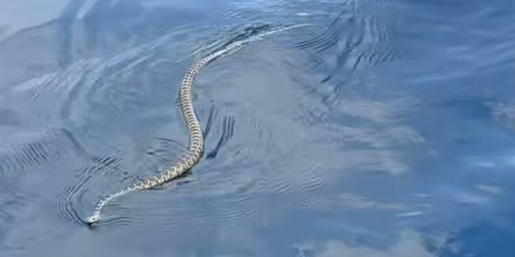 Serpiente nadando en Ses Balandres (Ibiza). Captura del vídeo de Stefanie Daub cedido a Noudiari.es