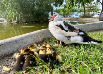 La nidada de patitos en el parque de la Paz de Ibiza. Fotos y vídeo Noudiari.es