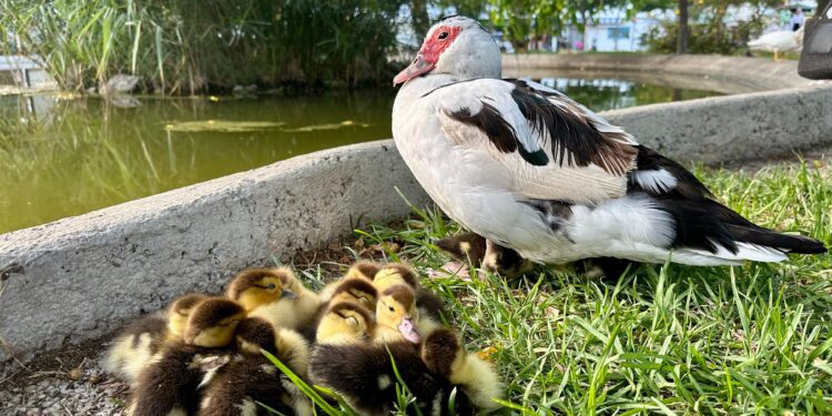 La nidada de patitos en el parque de la Paz de Ibiza. Fotos y vídeo Noudiari.es
