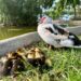 La nidada de patitos en el parque de la Paz de Ibiza. Fotos y vídeo Noudiari.es