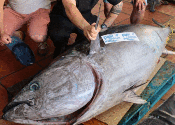 Él atún de 200 kilos que ha recibido el restaurante Es Mercat.