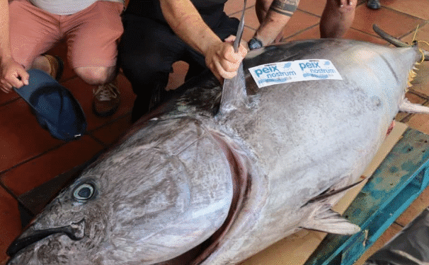Él atún de 200 kilos que ha recibido el restaurante Es Mercat.