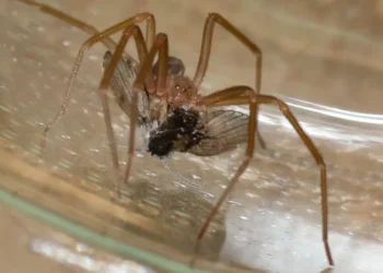 Una loxosceles rufescens, probablemente la variedad de araña violinista que picó a Pau Kokura en Ibiza. Animalia