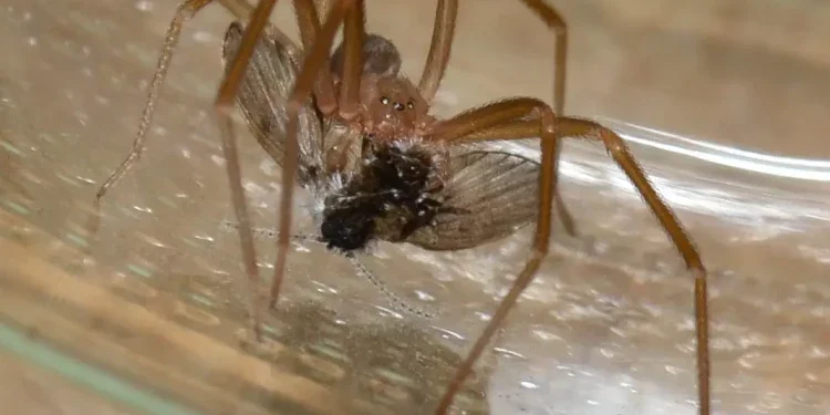 Una loxosceles rufescens, probablemente la variedad de araña violinista que picó a Pau Kokura en Ibiza. Animalia