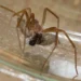 Una loxosceles rufescens, probablemente la variedad de araña violinista que picó a Pau Kokura en Ibiza. Animalia