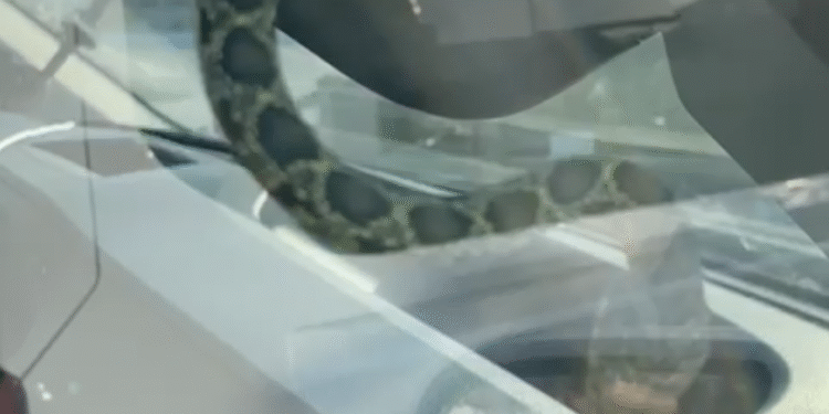 Los conductores iban a entrar en el vehículo cuando se encontraron que, dentro, había una serpiente de herradura. Imagen cedida a Noudiari.es