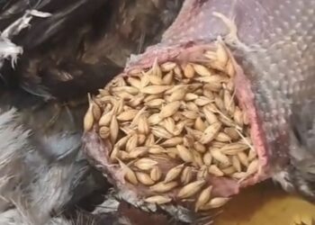 El buche de una de las torcaces, a reventar de cereal que ha esquilmado del terreno de Sant Carles donde fue abatida. Imagen cedida por Rambo Viñals