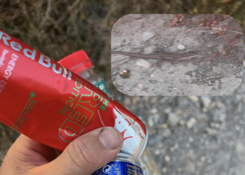 En el recuadro superior, la lagartija rescatada de dentro de una lata tirada en la zona de Cala d'Hort. Foto cedida  a Noudiari de D. Gallagher
