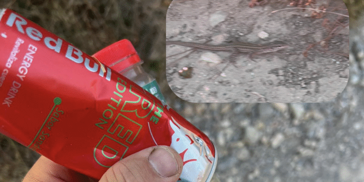 En el recuadro superior, la lagartija rescatada de dentro de una lata tirada en la zona de Cala d'Hort. Foto cedida  a Noudiari de D. Gallagher