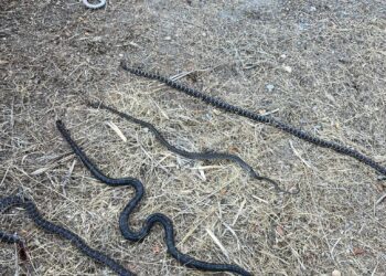 Las cinco serpientes atrapadas en la misma trampa, de ente 1.10 metros y 1.75 metros de largo. Fotografías cedidas a Noudiari.es