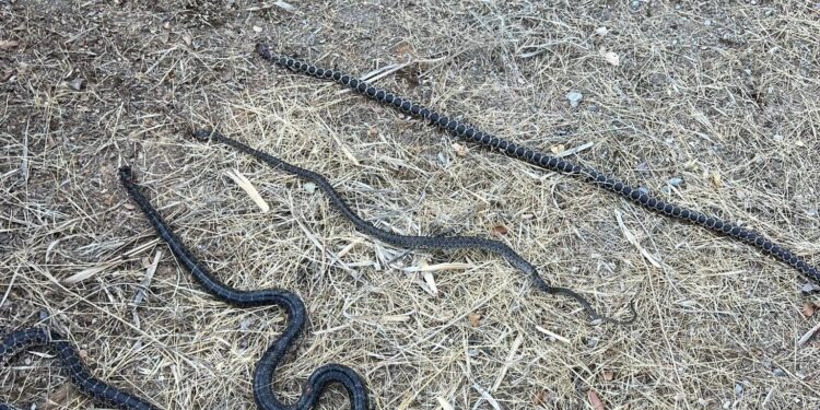 Las cinco serpientes atrapadas en la misma trampa, de ente 1.10 metros y 1.75 metros de largo. Fotografías cedidas a Noudiari.es