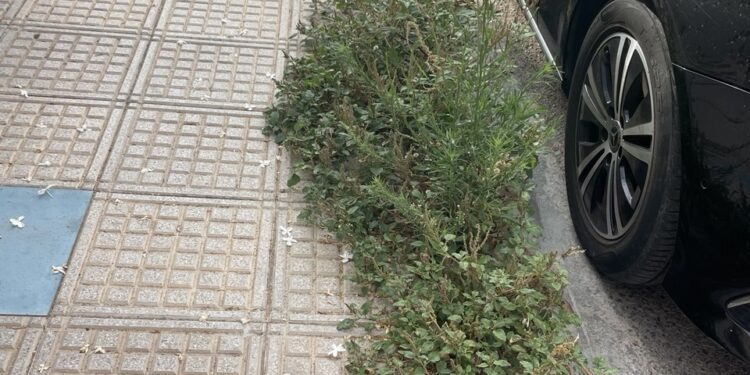 Malas hierbas creciendo en una calle de Ibiza en esta imagen compartida por el PSOE de la ciudad de Ibiza.