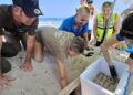 El Govern informa del hallazgo del primer nido de tortuga marina de la temporada en Ibiza