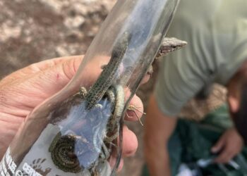 Varias lagartijas muertas y una viva atrapada en una botella de cristal tirada en la zona. Un doble peligro para la naturaleza: el cristal puede provocar un incendio y el animal se queda atrapado y muere. Foto de Dean Gallagher