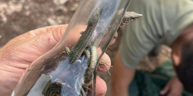 Varias lagartijas muertas y una viva atrapada en una botella de cristal tirada en la zona. Un doble peligro para la naturaleza: el cristal puede provocar un incendio y el animal se queda atrapado y muere. Foto de Dean Gallagher
