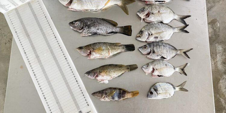 Pescado decomisado en Formentera por pesca submarina furtiva ilegal.