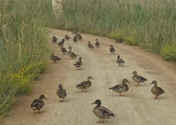 Patos por Ses Feixes de Talamanca en un número llamativo. Foto Marc Marí cedida
