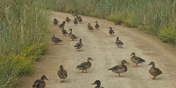 Patos por Ses Feixes de Talamanca en un número llamativo. Foto Marc Marí cedida